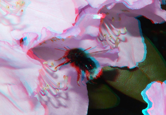 Flower with bee 3D macro