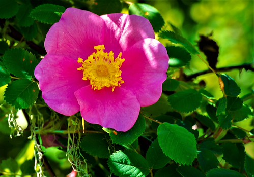 Wild Rose | by lindsaymac32