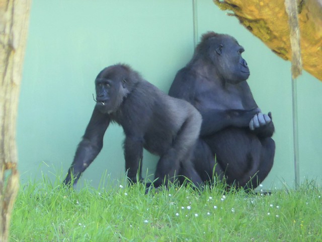 Gorillas Zoo Frankfurt