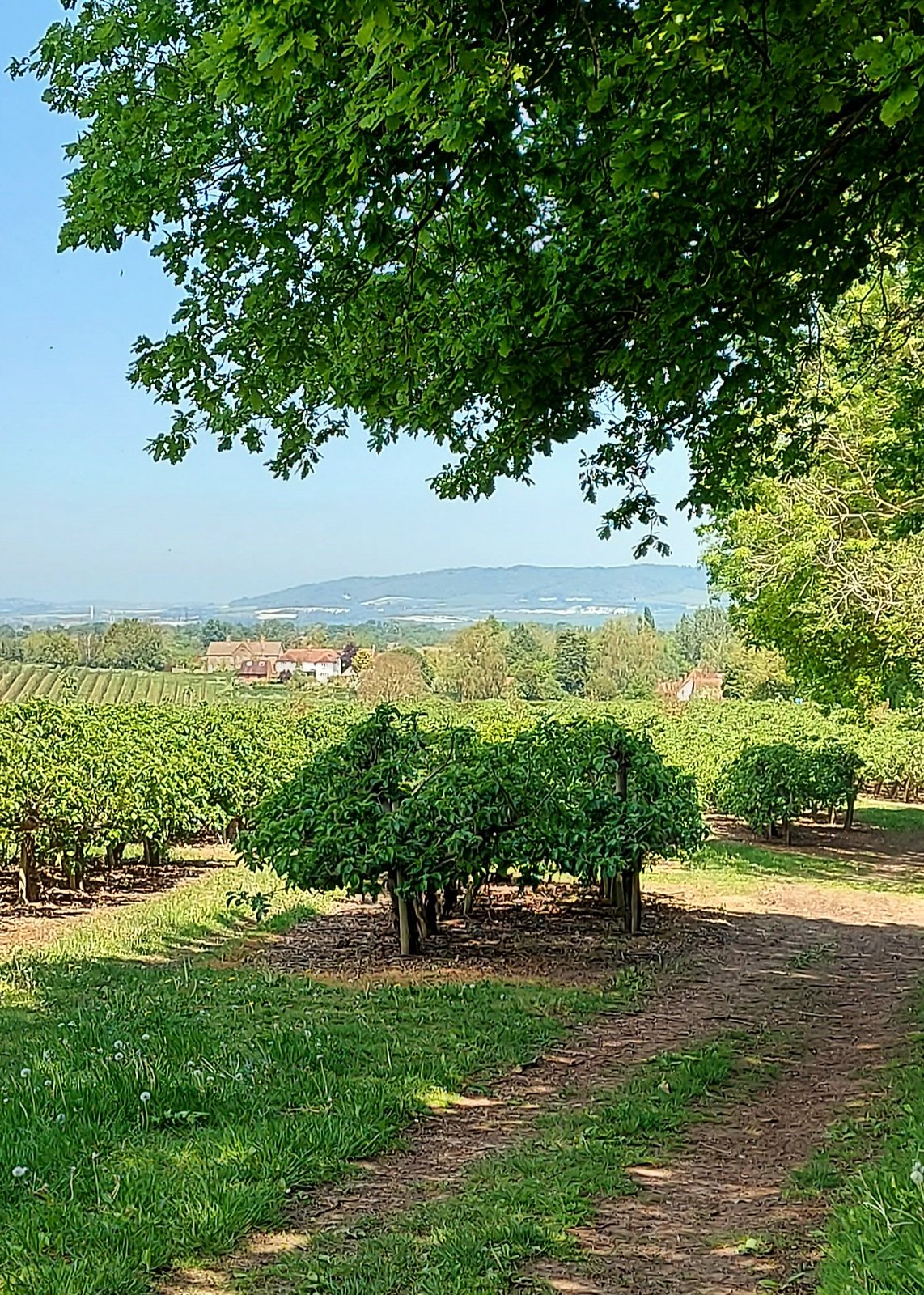 View of Orchards and North Downs