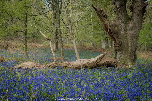 In a bluebell wood