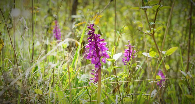 Orchis mascula (orchis mâle)