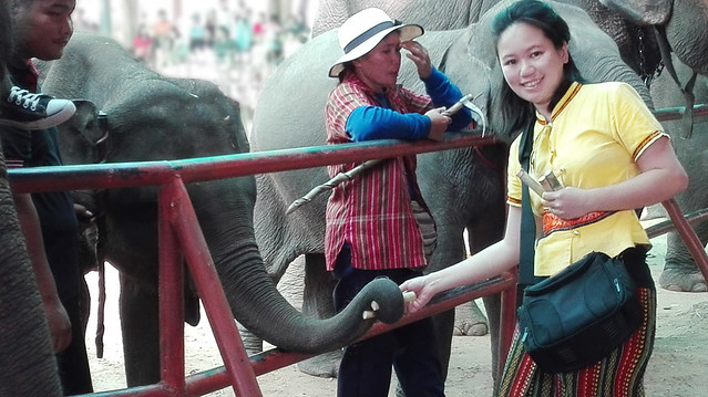 ช้างไทย และแพนด้า