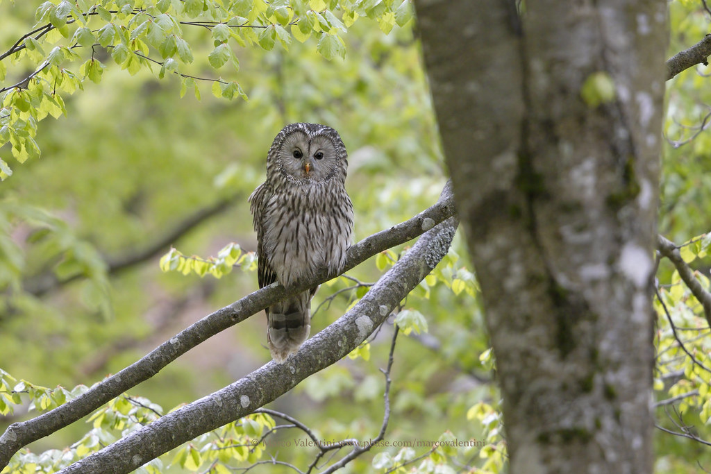 Ural owl male, Sneznik, Slovenia, May 2021