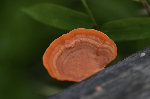 Bracket  or Shelf Fungus