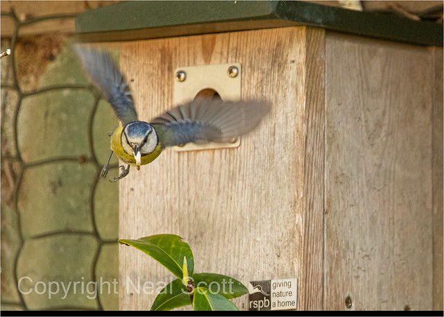 Blue-tit leaving nest-box 2