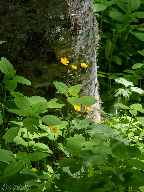 Buttercups in the Forest