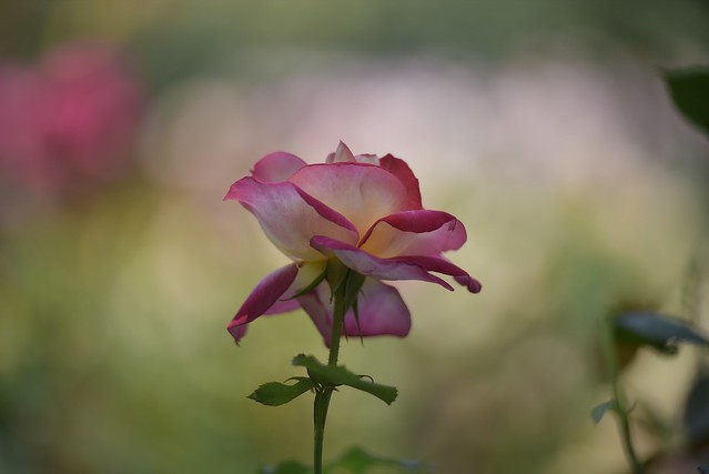 Rose Garden #3