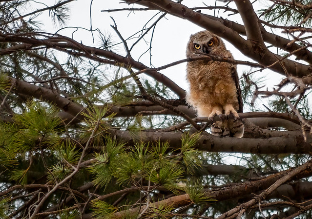 young great horned owl