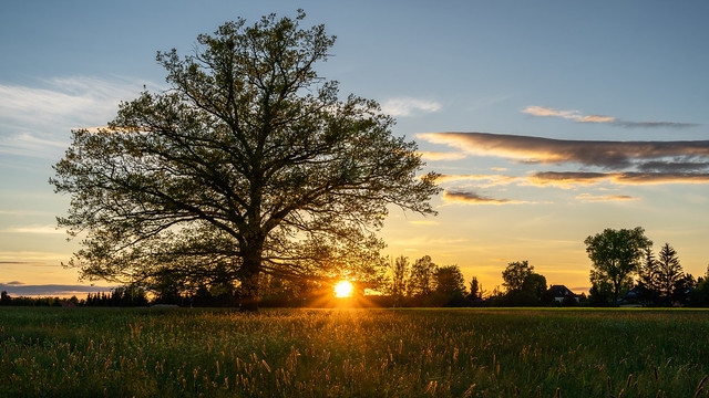 The sun and the oak tree - Die Sonne und die Eiche