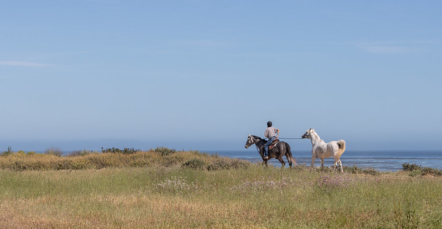 Horses by the Sea