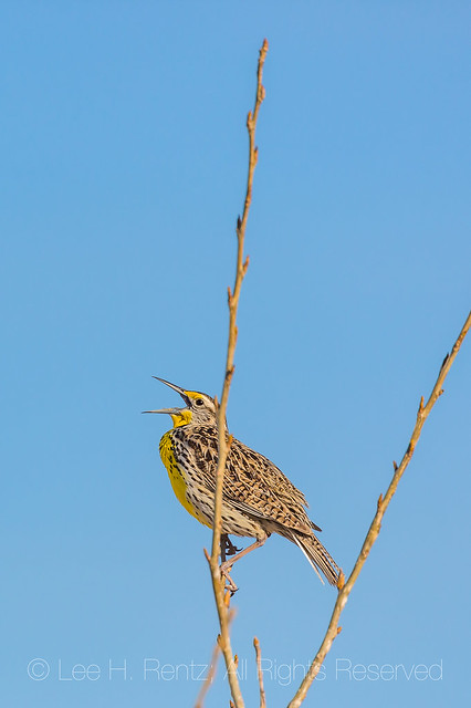 Western Meadowlark Calling in Badlands National Park