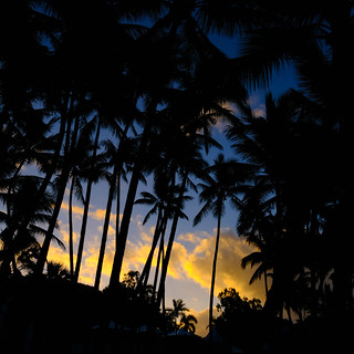 Palm Cove Palms