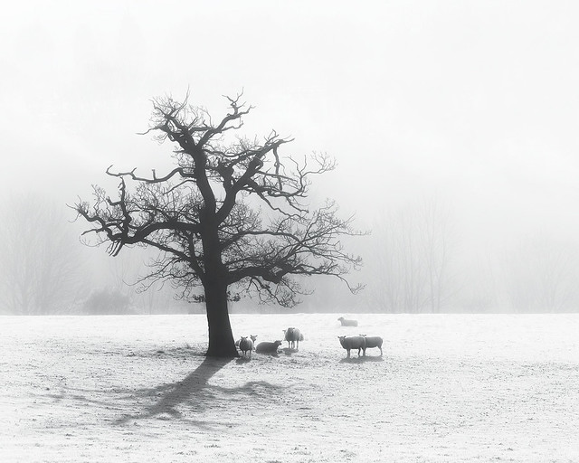 Frost & Fog