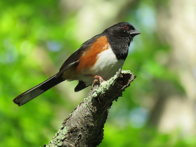 Eastern Towhee  m  (red-eyed)