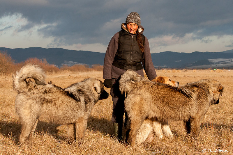 Transylvanian Shepherdess