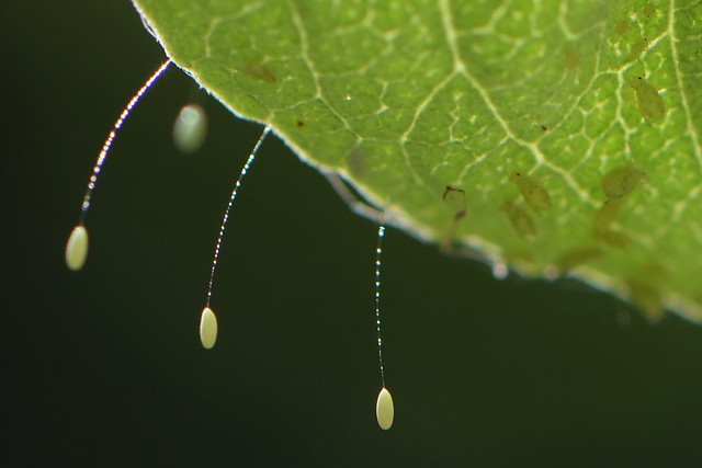 Green Lacewing eggs on White Sage