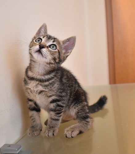 Parker, gatito pardo de dibujo tabby súper guapo y juguetón esterilizado, nacido en Marzo´21, en adopción. Valencia. ADOPTADO. 51221342542_3002c982f2