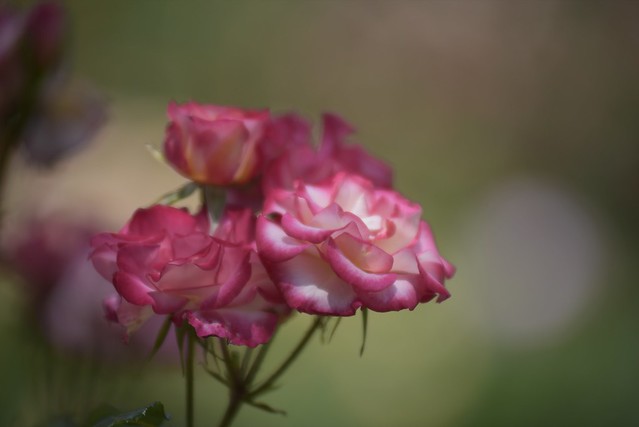 Rose Garden #3