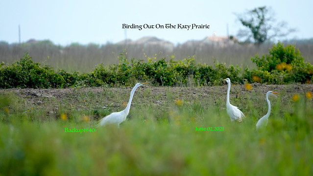 Family of Great Egrets !
