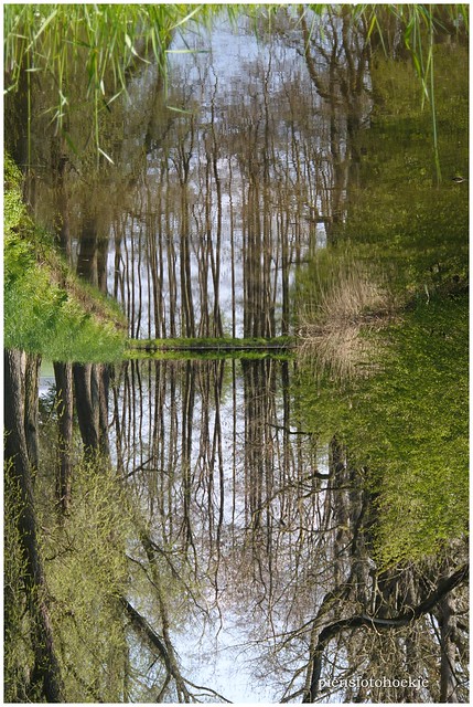 mirroring in the forest