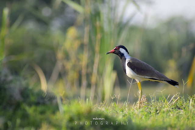 The Red-Wattled Lapwing