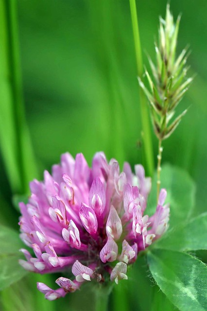rifolium pratense