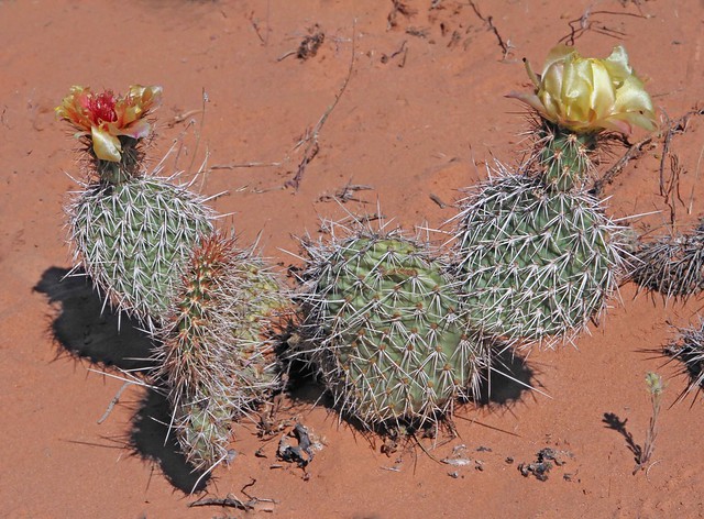 Twinspine Pricklypear