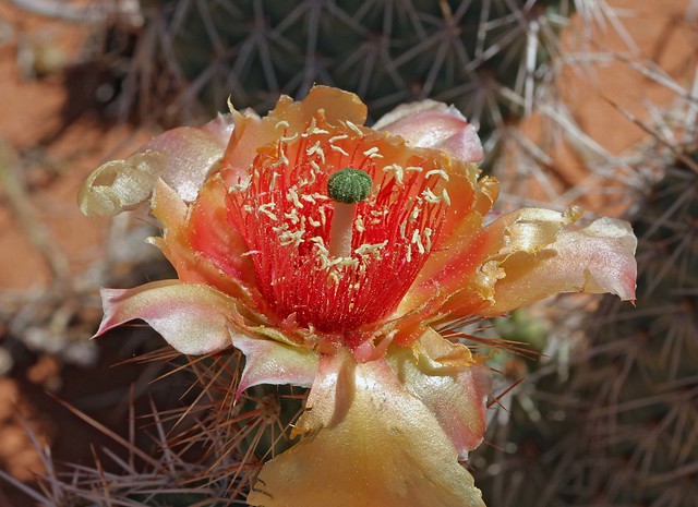 Twinspine Pricklypear
