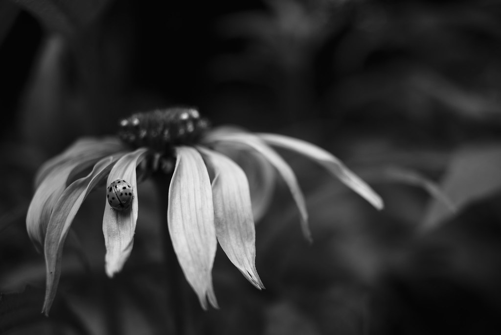 Black & White Ladybug on Echinacea petal.