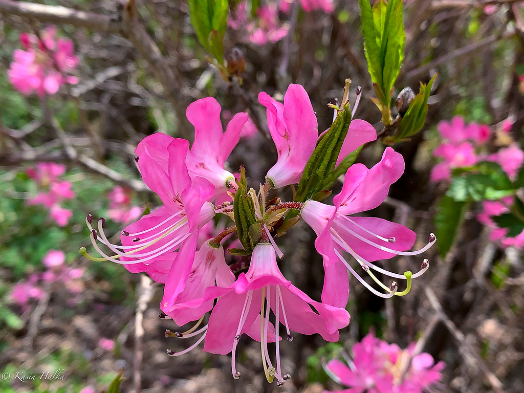 Pink azalea-1817