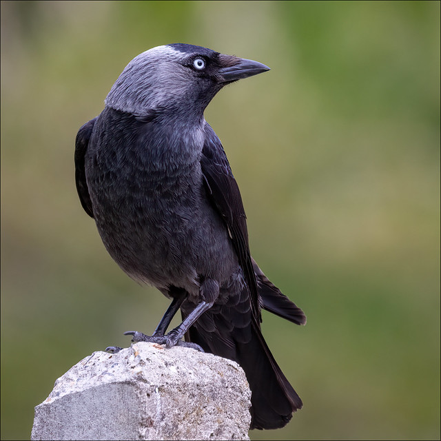 a jackdaw is lookout