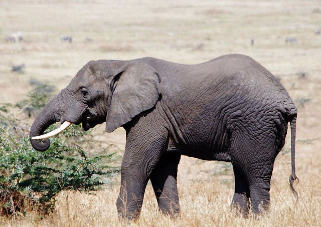 Bush Elephant Eating Some Acacia Leaves (Loxodonta africana)