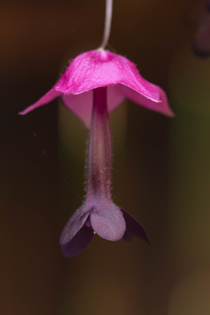 Purple Bellflower/Rhodochiton atrosanguineum