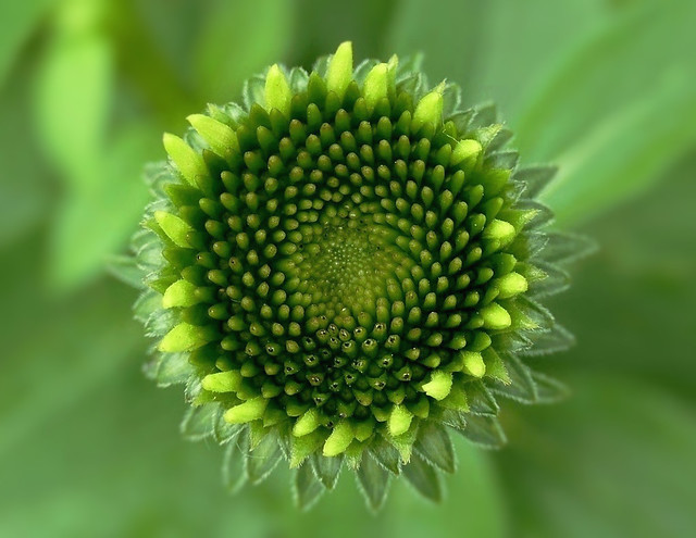 Young Coneflower