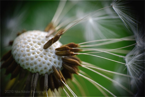 Faded dandelion | by nika.niksler