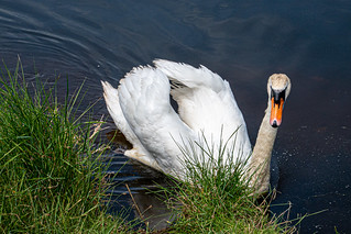 I am a beautiful swan