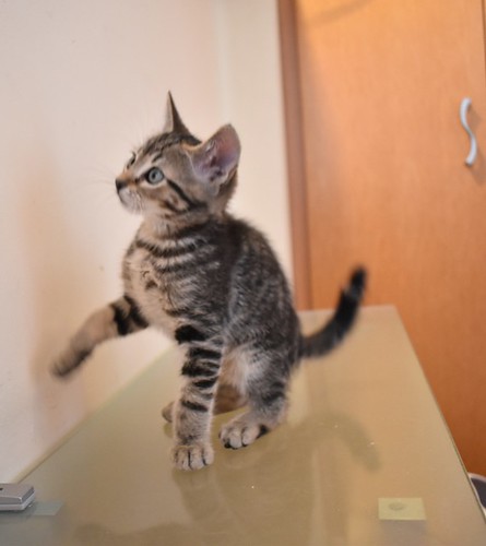 Parker, gatito pardo de dibujo tabby súper guapo y juguetón esterilizado, nacido en Marzo´21, en adopción. Valencia. ADOPTADO. 51223127760_e3b4b9bc42