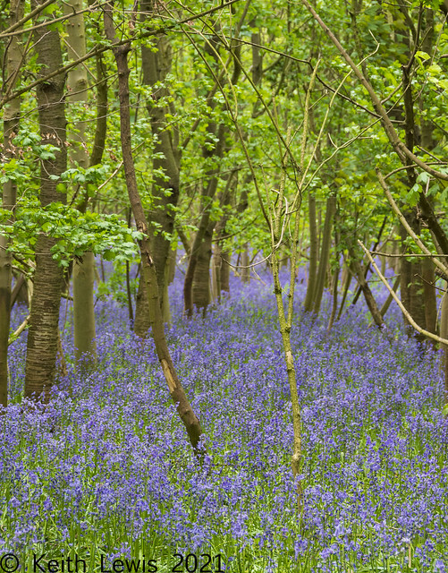 Mary found a new Bluebell Wood