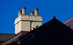 Pigeons on a Roof