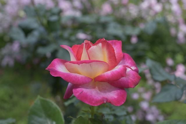 Rose Garden　その４