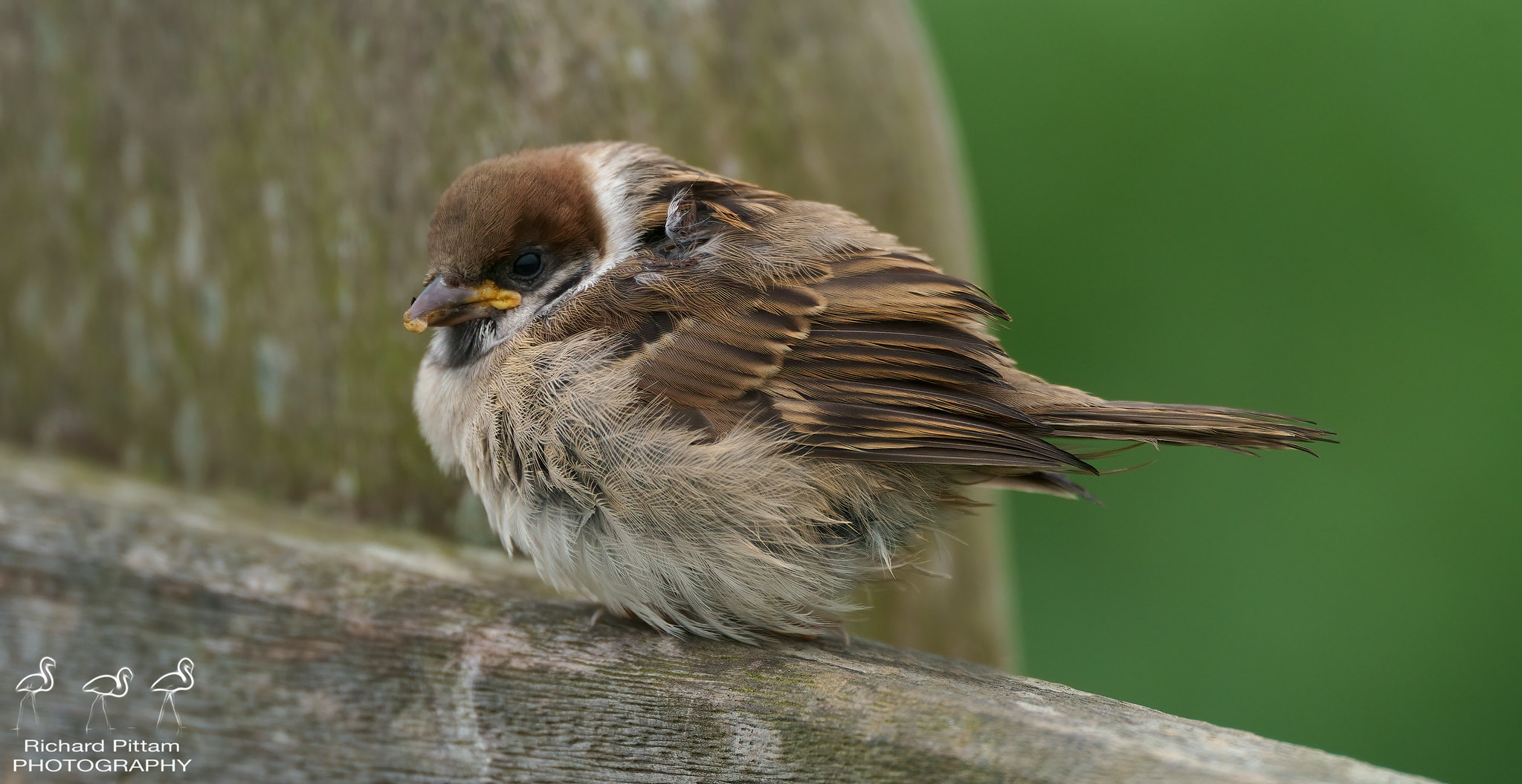Tree Sparrow/s