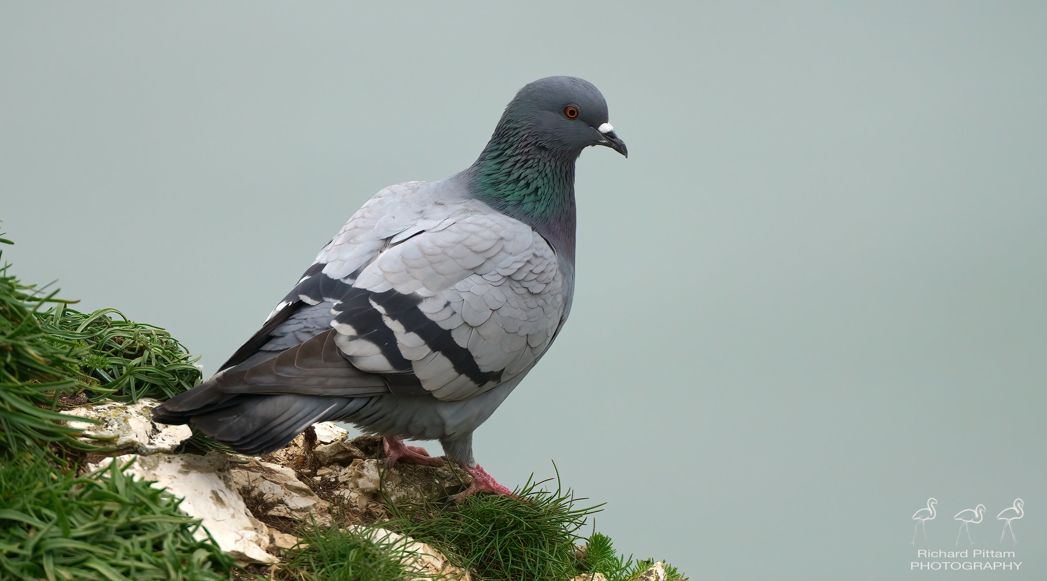 Rock Dove/Pigeon