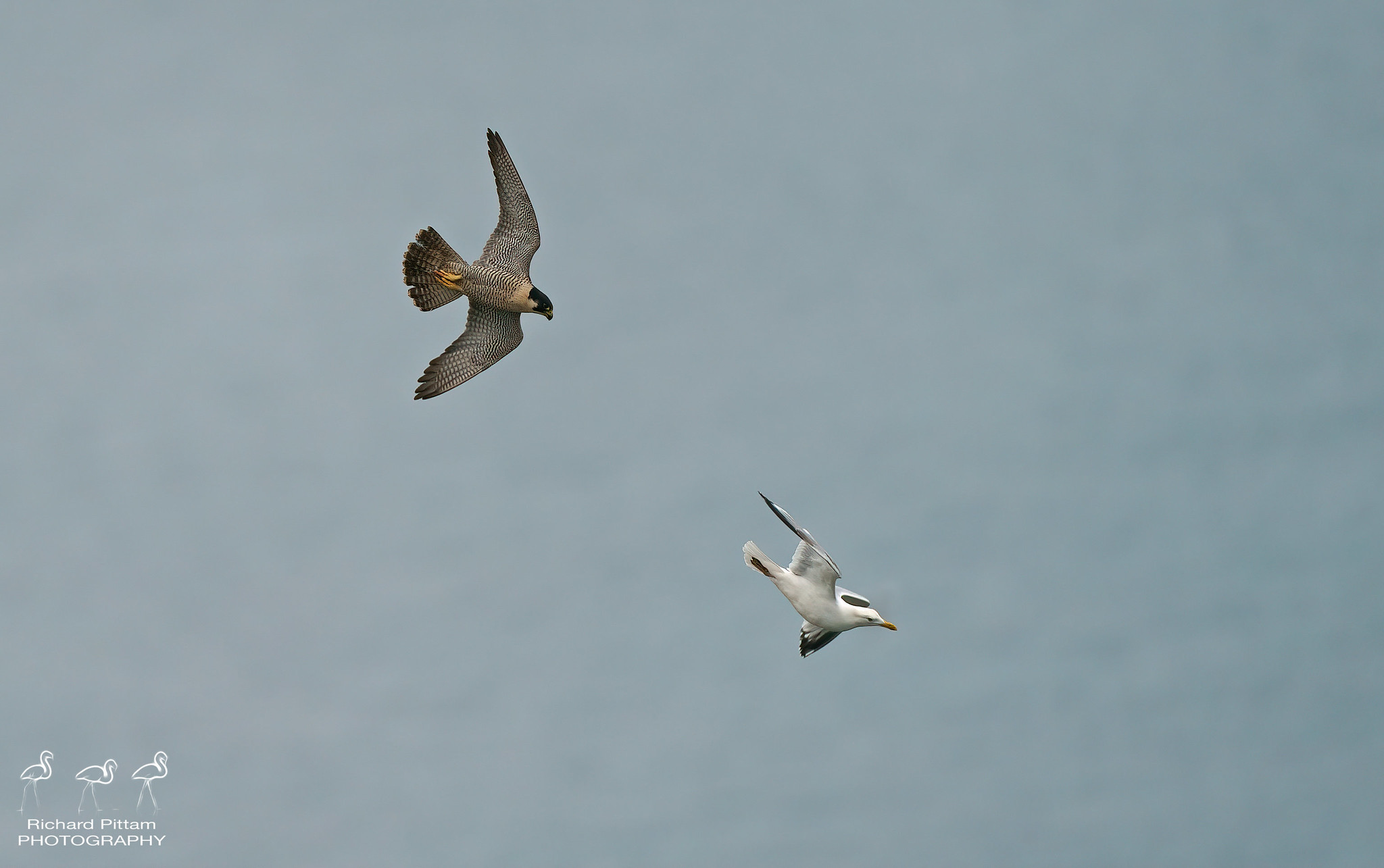 Peregrine and Herring Gull in aerial tussle on cliffs