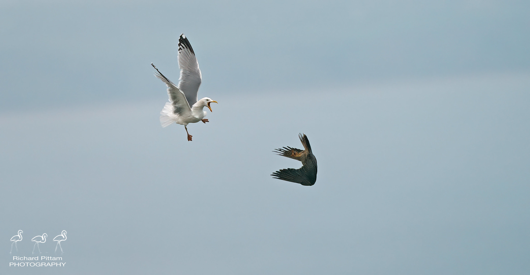 Peregrine and Herring Gull in aerial tussle on cliffs