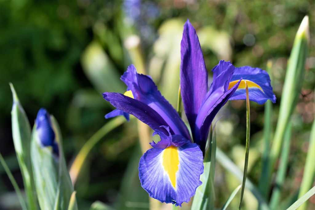 Purple iris in June 2021.