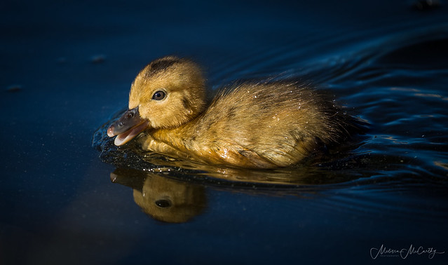 Happy Little Duckling