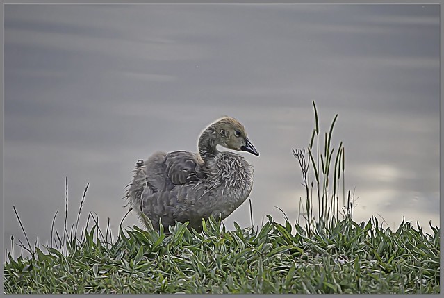 Gosling Coming to Shore in the Evening