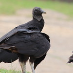 IMG_9805 Black Vulture