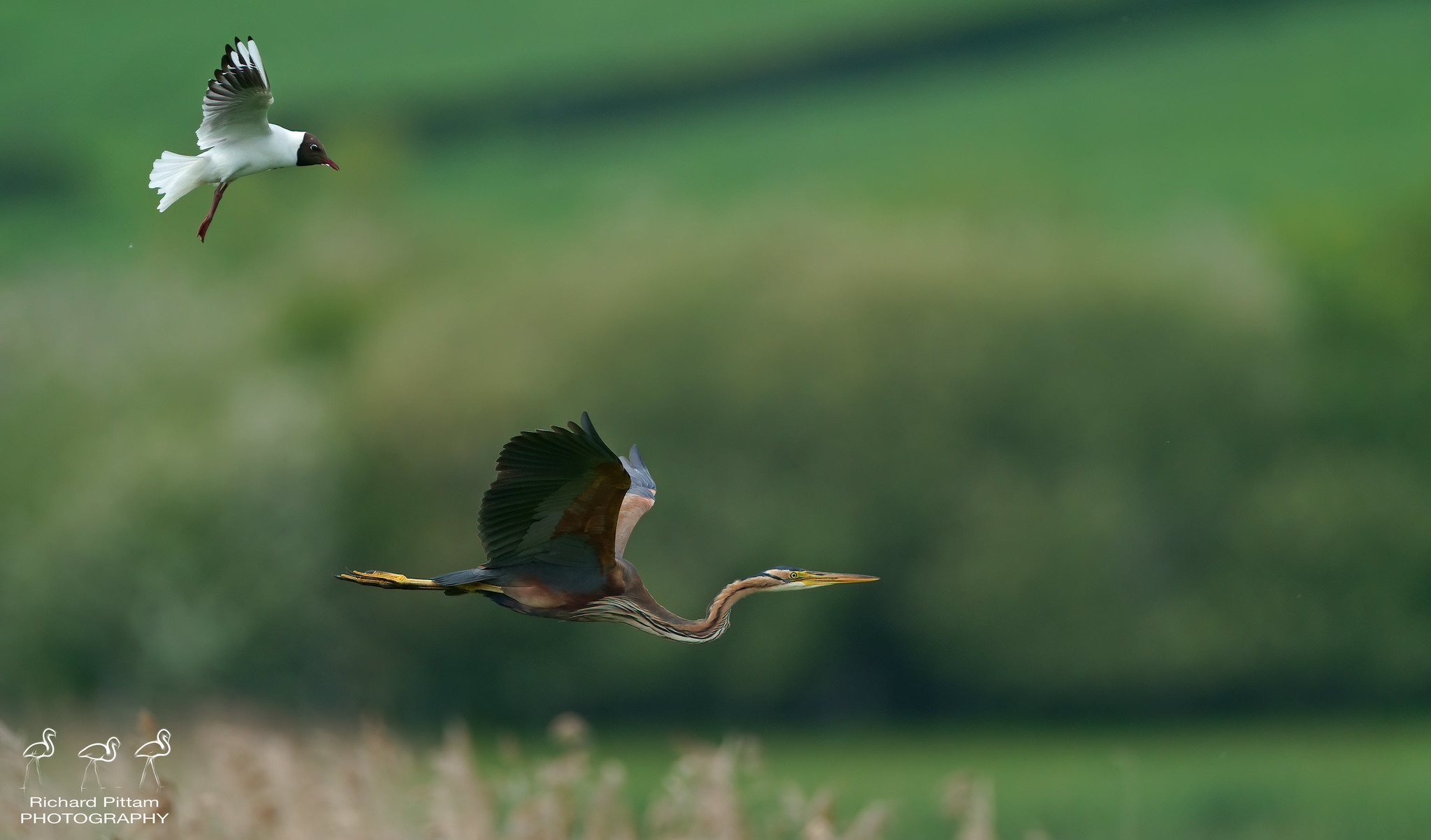 Purple Heron being chased by Black-headed Gull